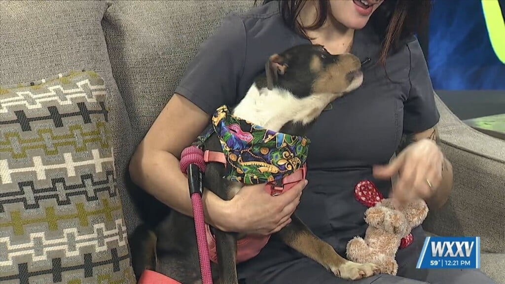 Pet Of The Week: Charlie Is Looking For A Forever Home!