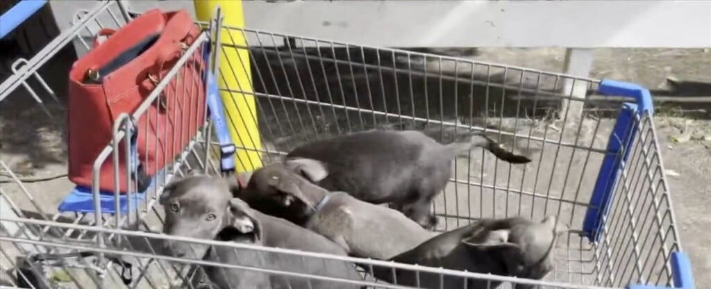 Dogs Rescued From House Fire In Gulfport