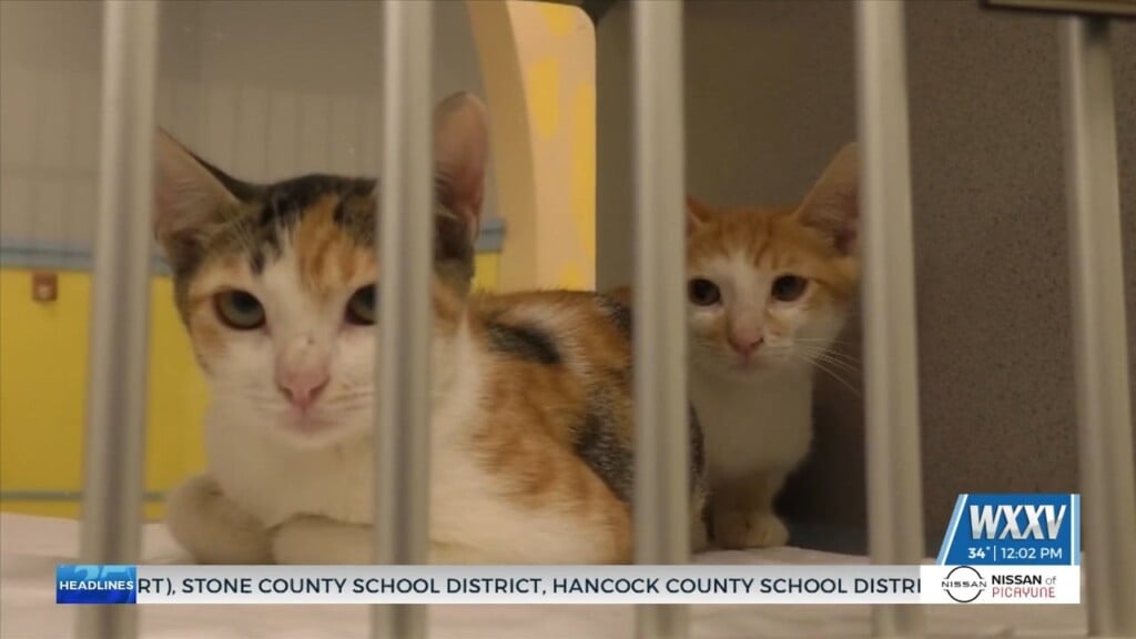 Humane Society Of South Mississippi Opens Cold Weather Pet Shelter