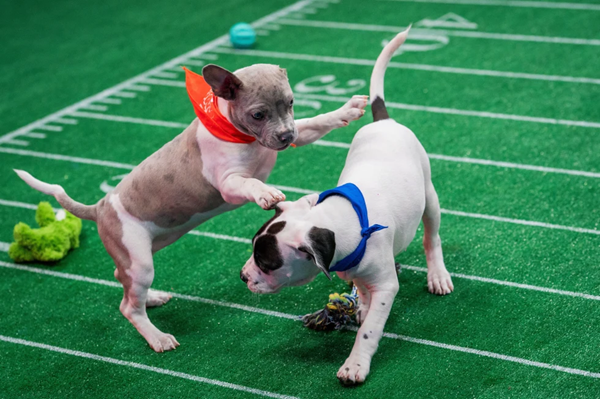 Puppy Bowl