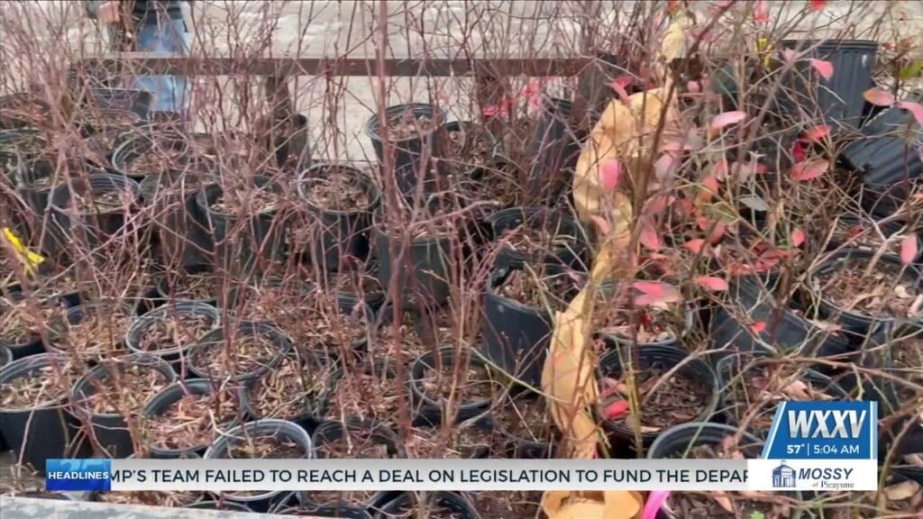 Harrison County Soil And Water Conservation Holds Arbor Tree Distribution