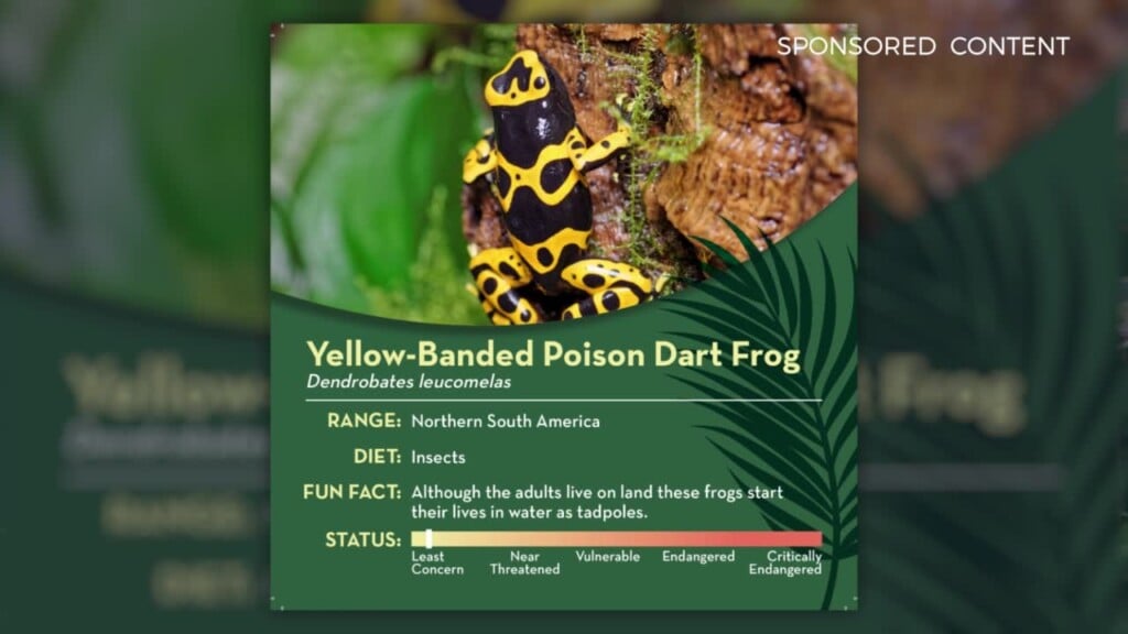 Wild Wonders Poisonous Frogs