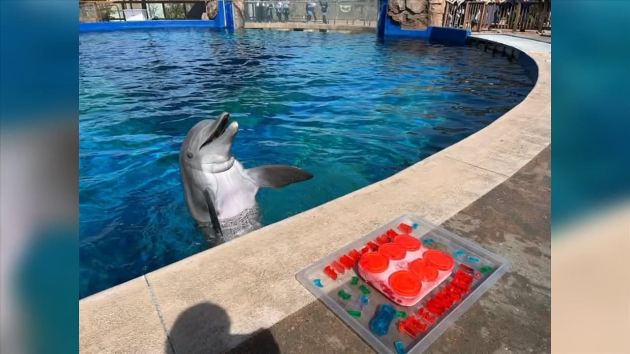 Finn the Dolphin celebrates 13th birthday at Mississippi Aquarium