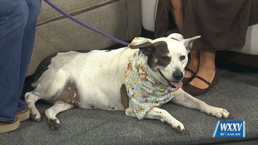 Pet Of The Week: T Bone Is Looking For A Forever Home
