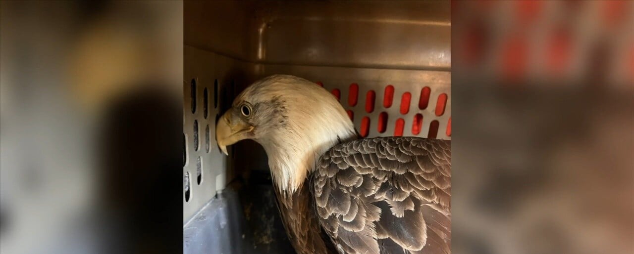 Woodside Wildlife Rescue in Pass Christian releases rehabilitated Bald Eagle