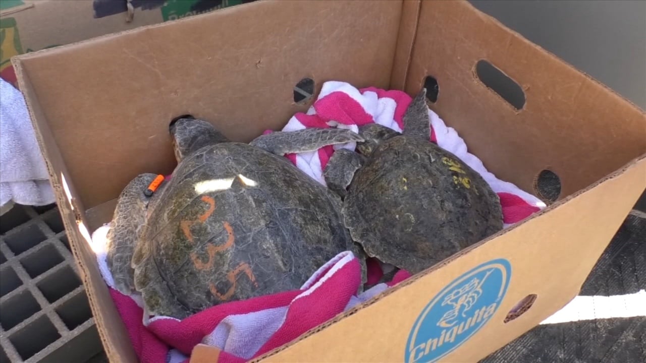 Mississippi Aquarium turtle sponsorships now open