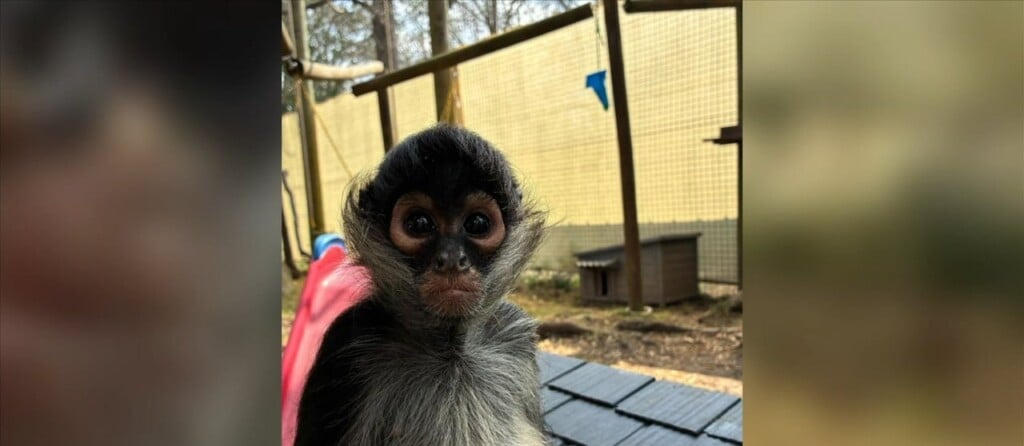Hattiesburg Zoo Welcomes Four New Additions
