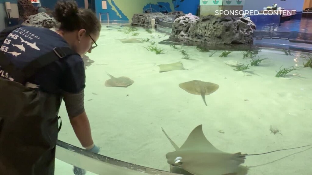 Wild Wonders Animal Academy