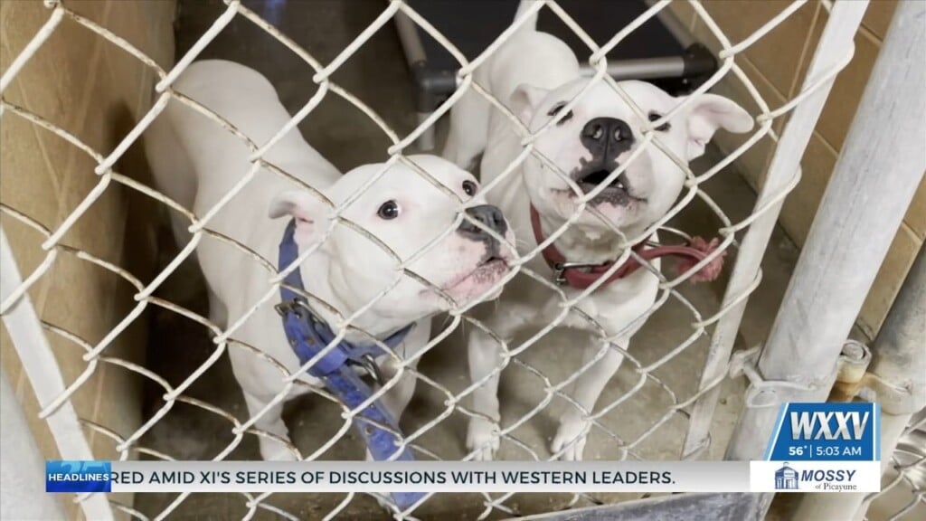 Jackson County Animal Shelter Taking Care Of Animals Rescued From Dogfighting Operation