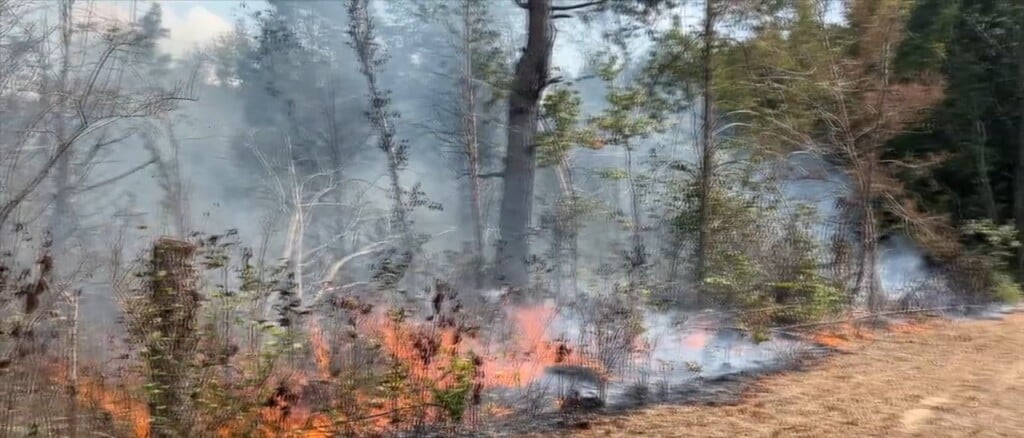 Importance Of Prescribed Burns To Local Woodlands