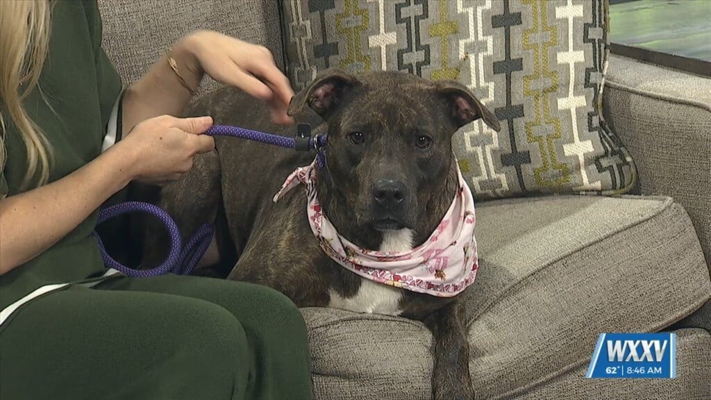 Wxxv Pet Of The Week: Meet Roux!