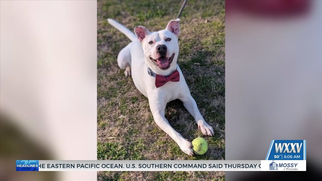 Humane Society of South Mississippi hosting adoption special