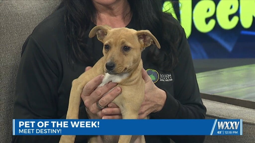Pet Of The Week: Destiny Is Looking For A Forever Home!