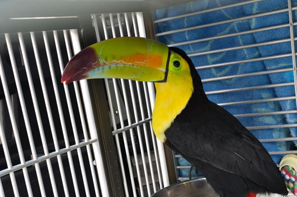 Toucan