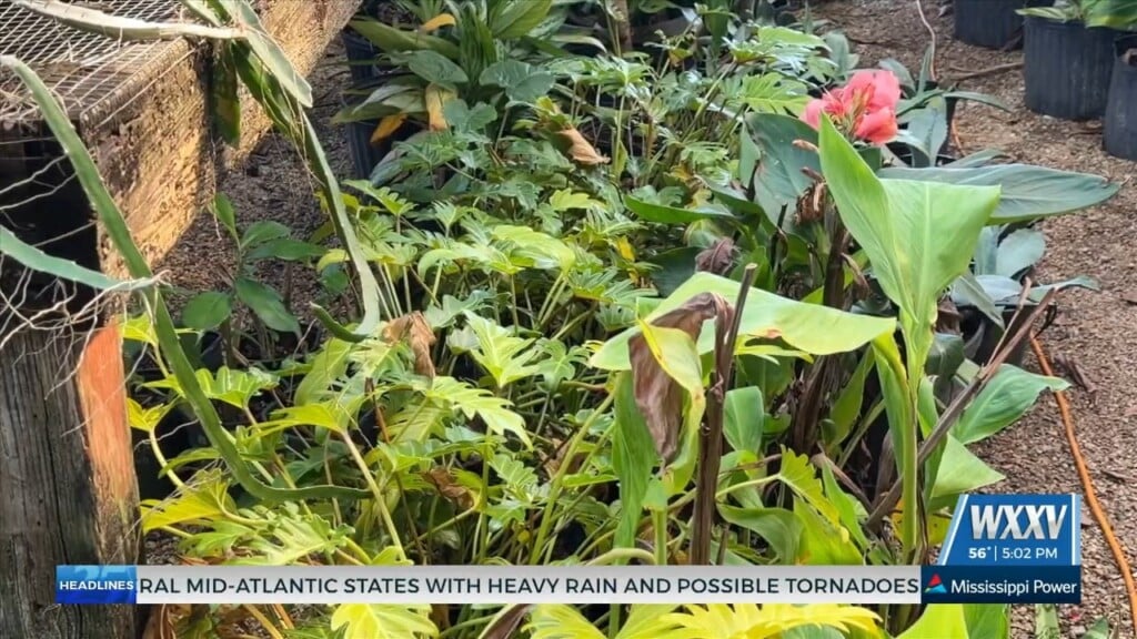 Protecting Plants During A Cold Snap