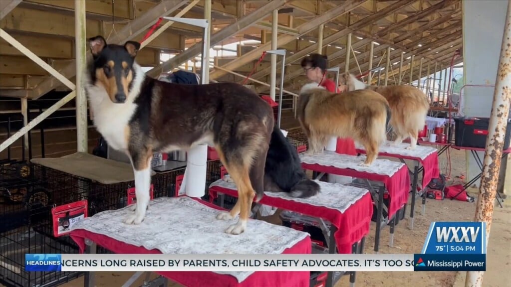 Dogs Competing At The Crawfish Cluster Dog Show In Harrison County