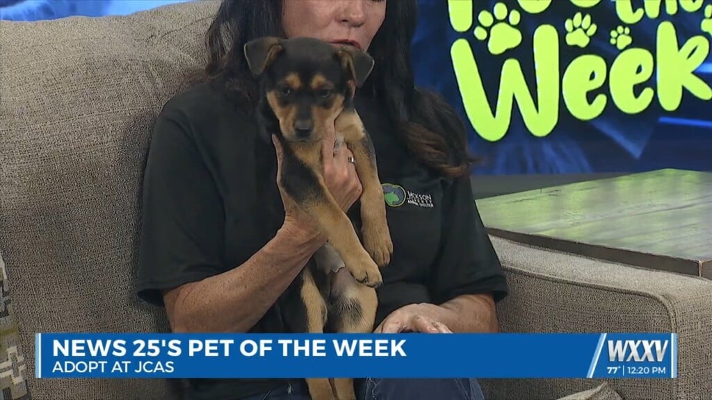 Pet Of The Week: Isabelle Is Looking For A Forever Home!