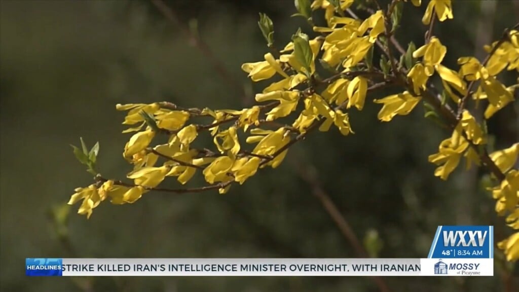 Allergist Shares Tips To Reduce Symptoms During Spring Allergy Season