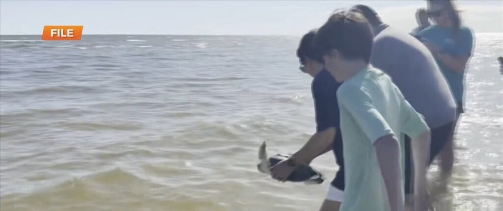 Imms Releasing Six Turtles Thursday