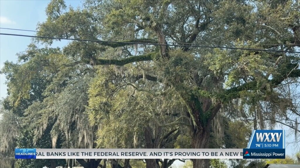 Local Quilt Shop Owner Preserves Tree Grove In Biloxi