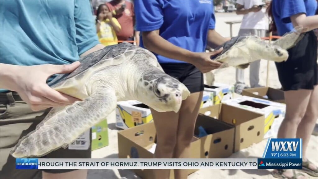 Audubon Aquarium Teams Up With Imms For Turtle Release