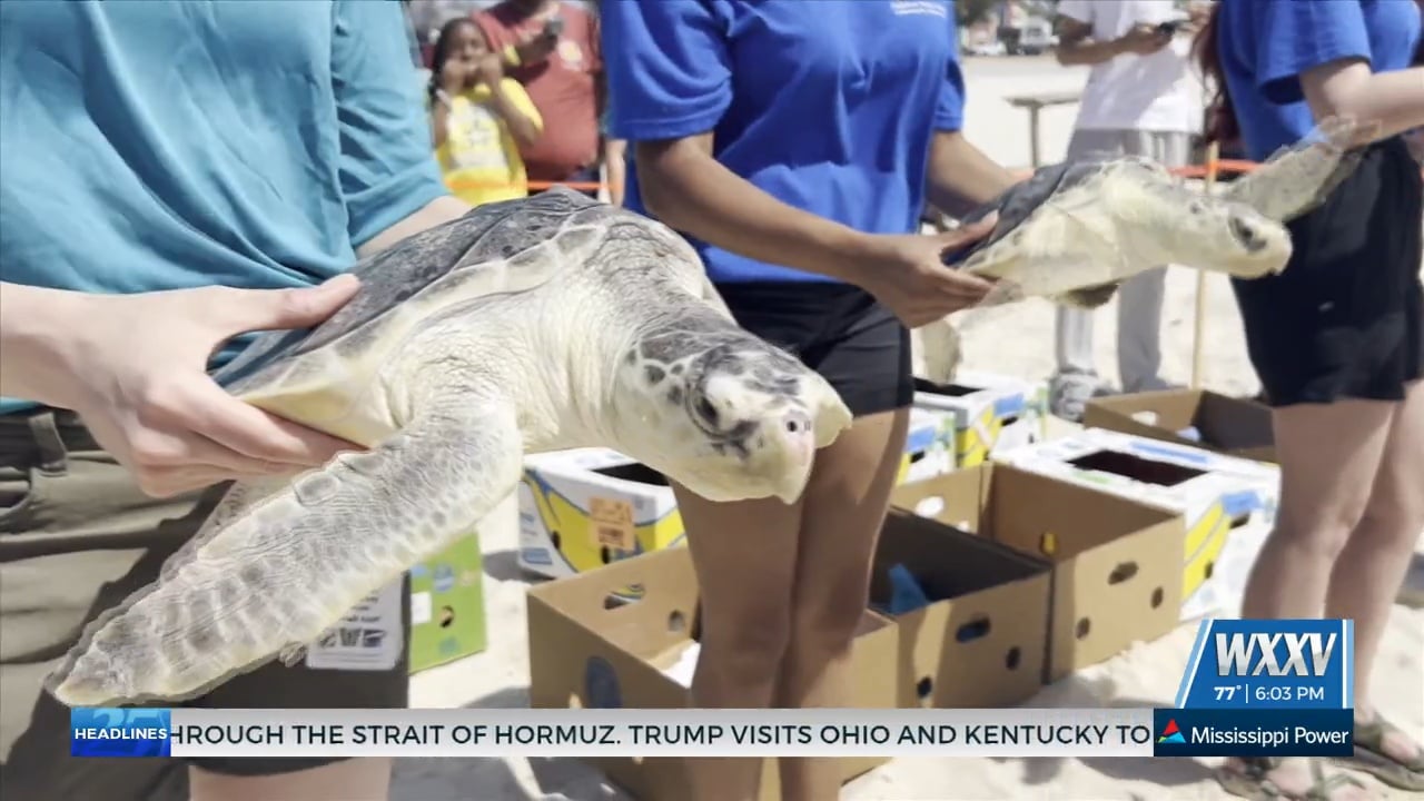 Audubon Aquarium teams up with IMMS for turtle release - WXXV News 25