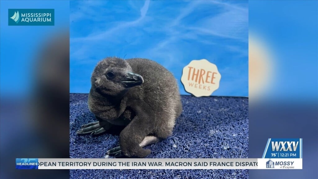 Mississippi Aquarium Welcomes Four Baby Penguins To Colony