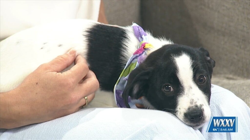 Wxxv Pet Of The Week: India Looking For A Forever Home