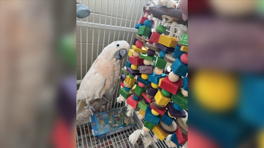 Imms Receives Final Rounds Of Christmas Gifts For Animals