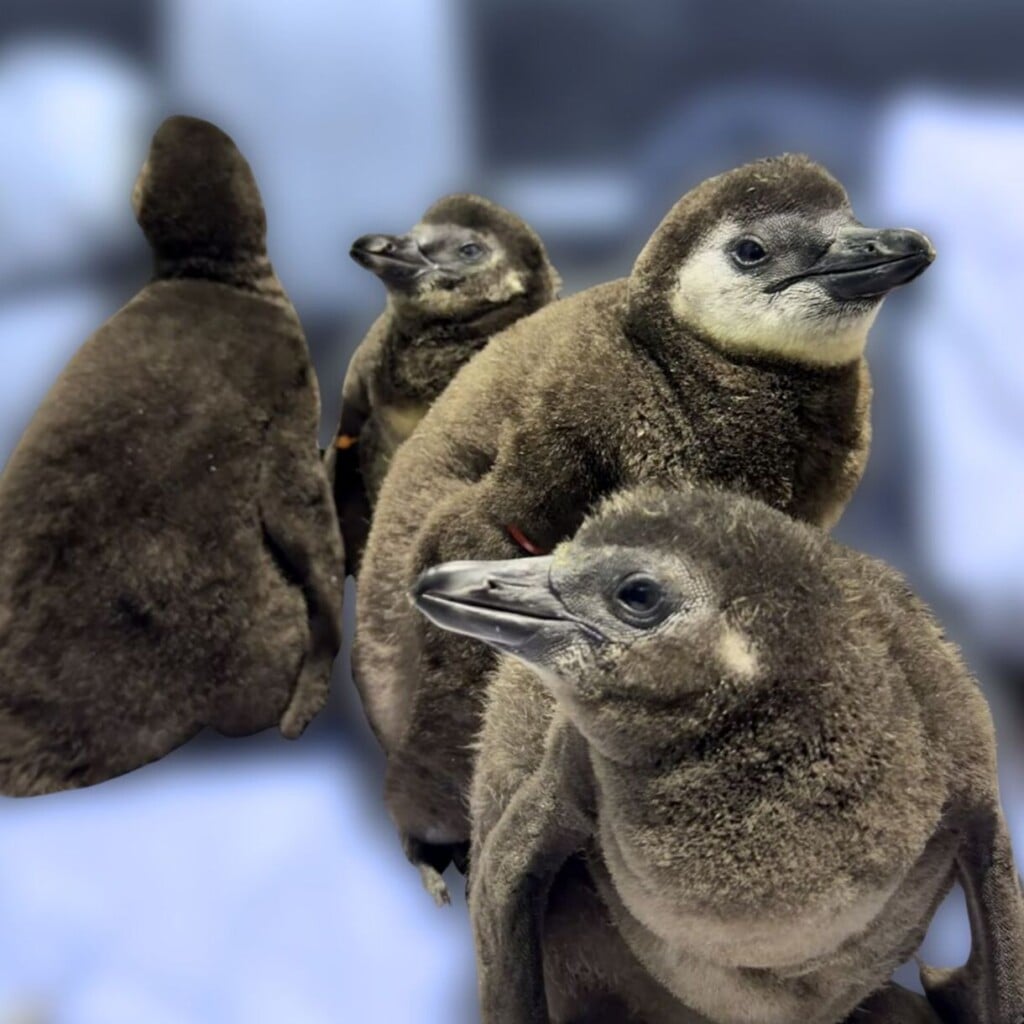 042094551f6e50ff009fea39 1220x1220