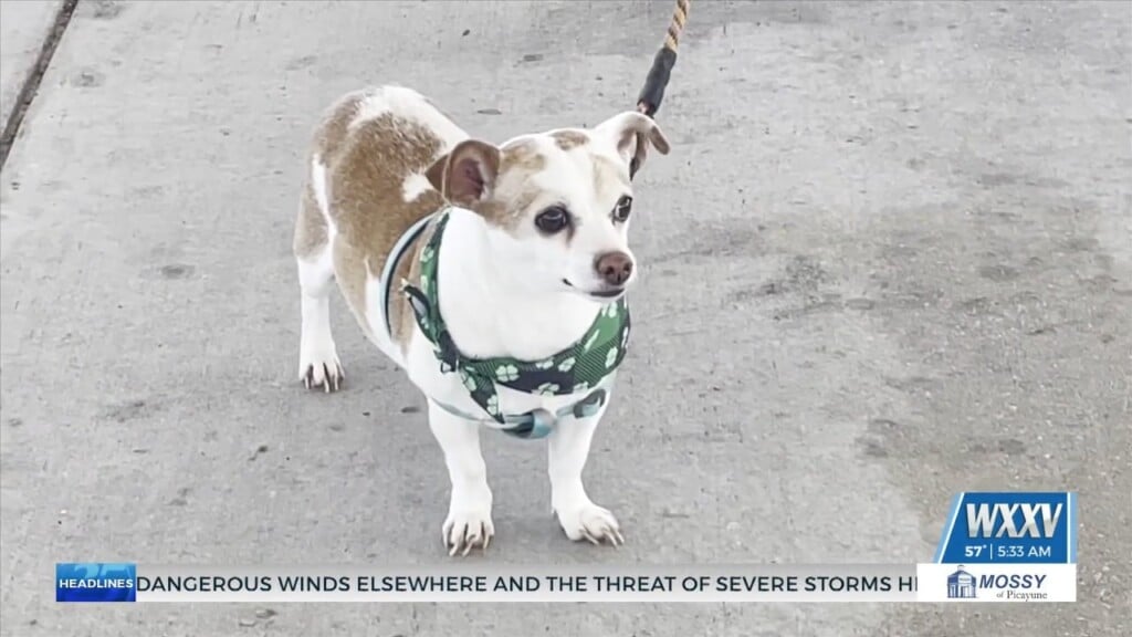 Visiting Pet Teams Hosts Community Membership Drive