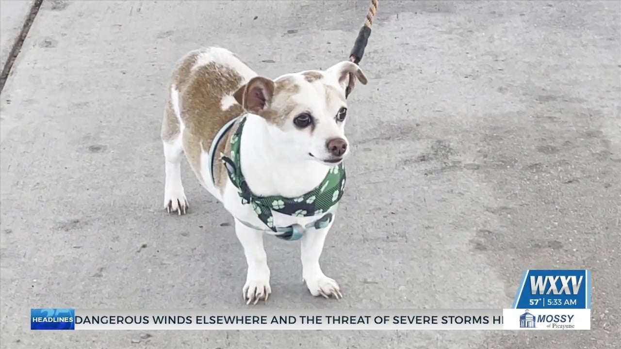 Visiting Pet Teams hosts community membership drive