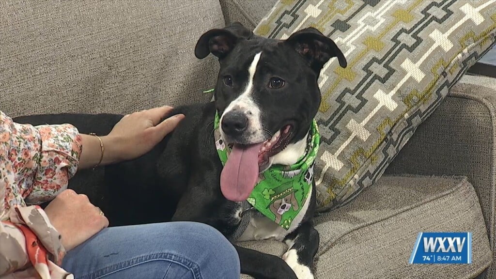 Pet Of The Week: Wiggles Is Looking For A Forever Home