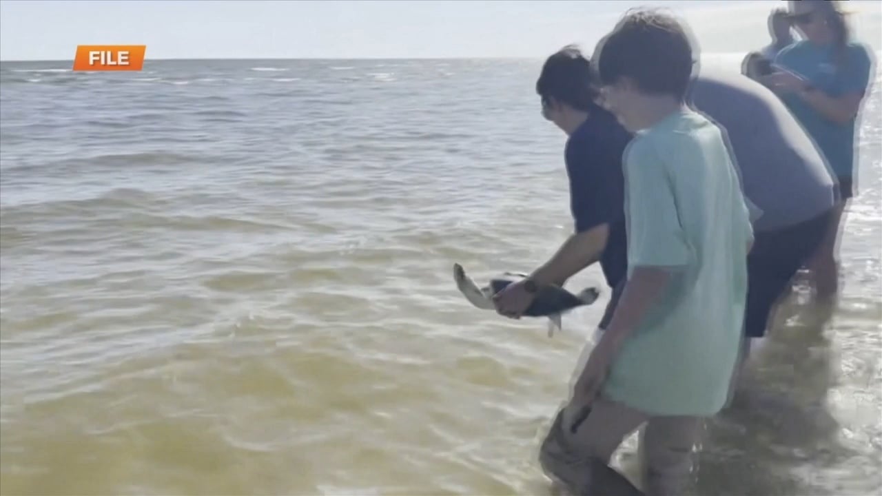 Mississippi Aquarium releasing sea turtles Wednesday