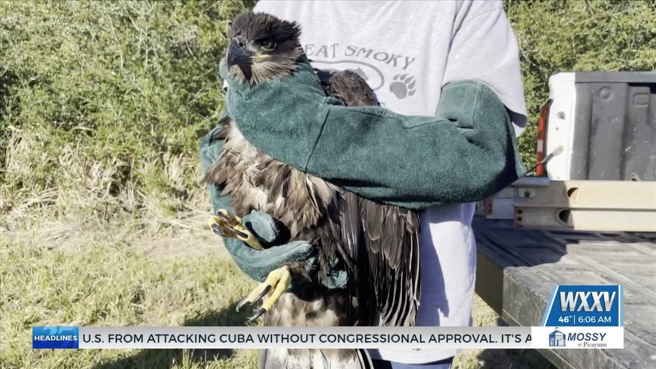 Local wildlife rescue builds new nesting platform for baby bald eagles