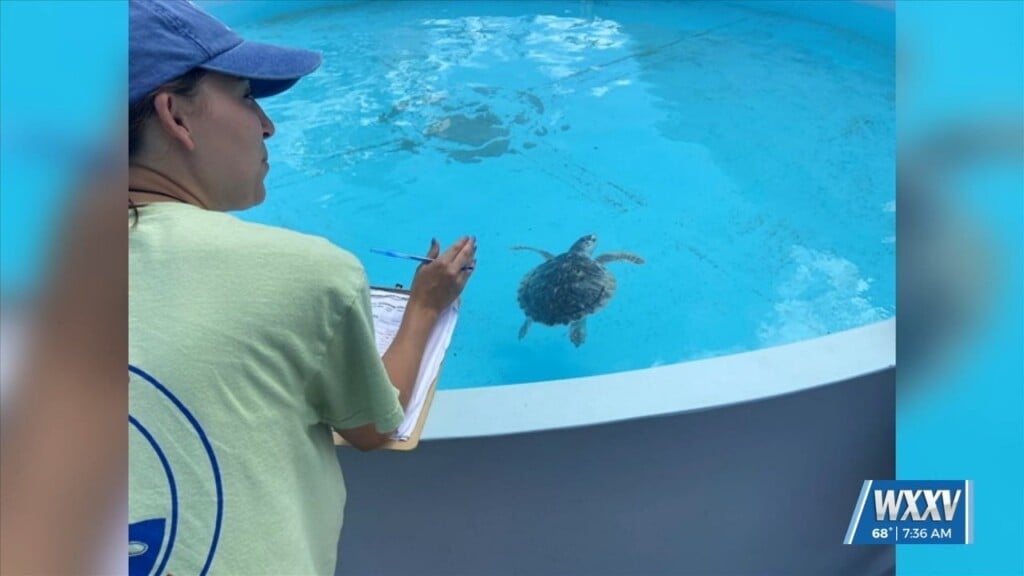 Imms Opens Applications For Stranding Internship