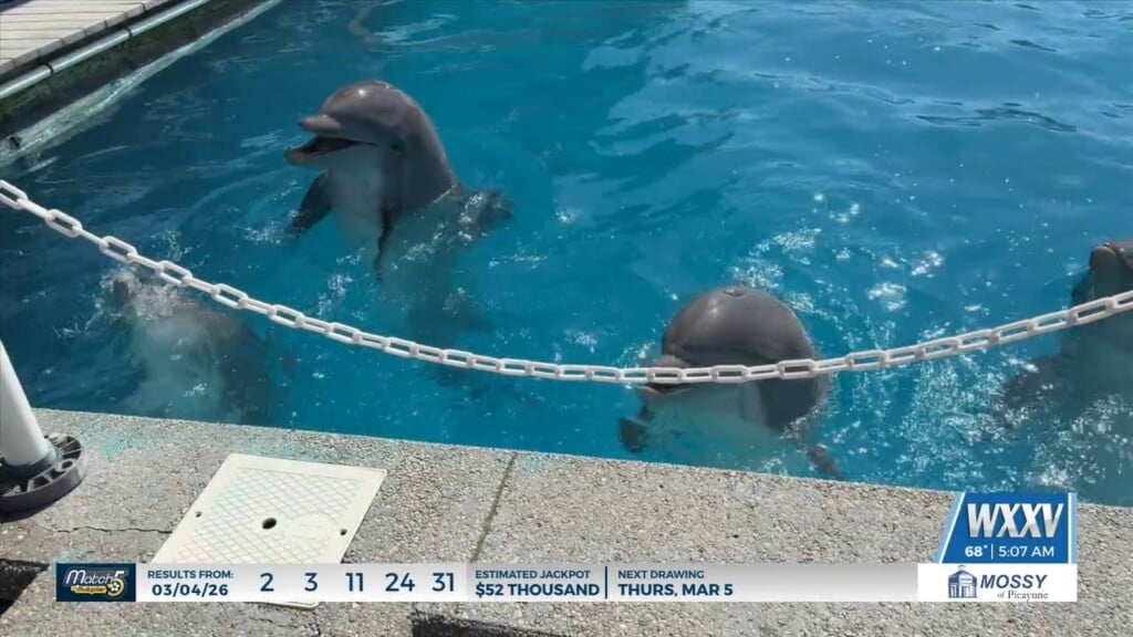 March Is Dolphin Awareness Month