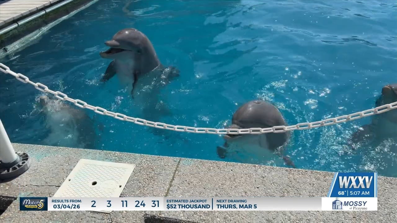 Dolphin Awareness Month Archives - WXXV News 25