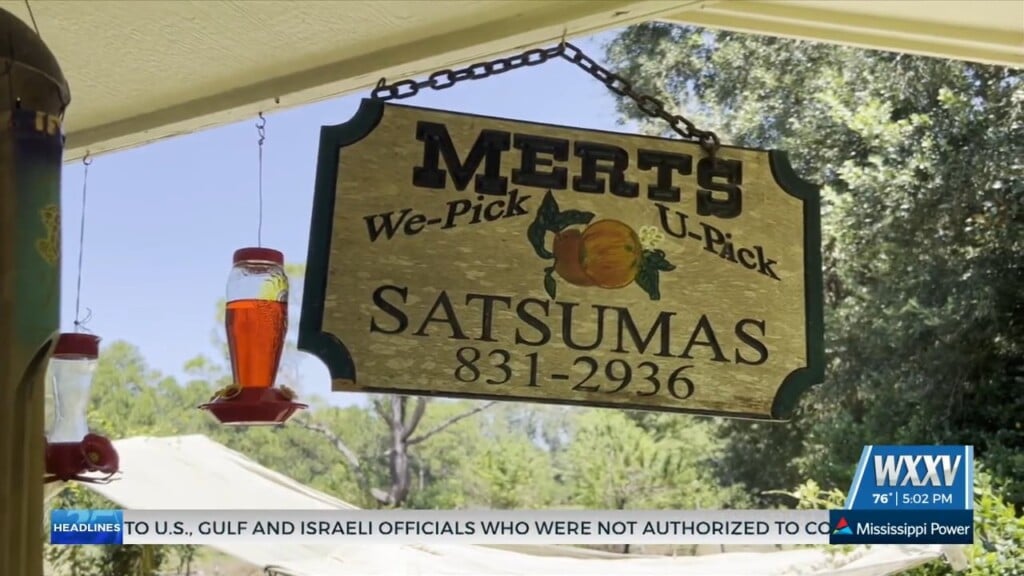 Satsumas Begin Blooming At Mert’s Satsumas In Gulfport