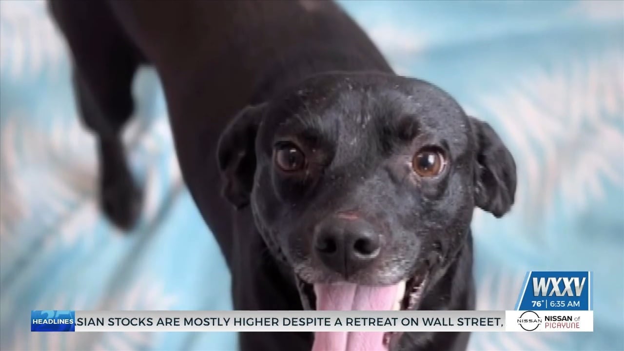 Humane Society of South Mississippi takes in dogs after hoarding case