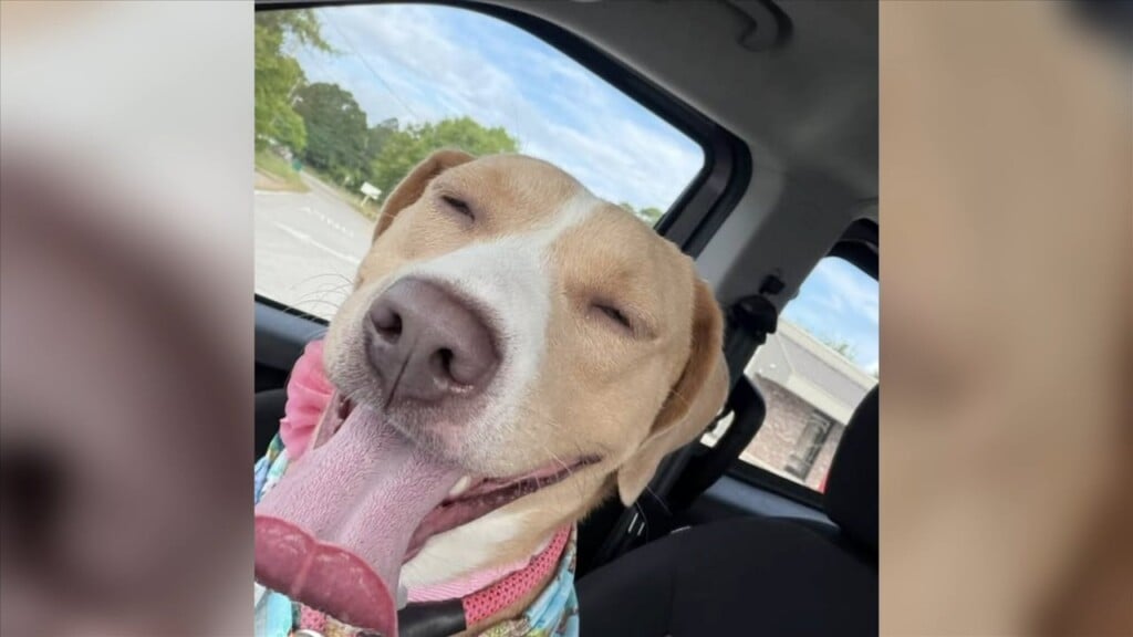 Wxxv Pet Of The Week Goldie Found Her Forever Home!