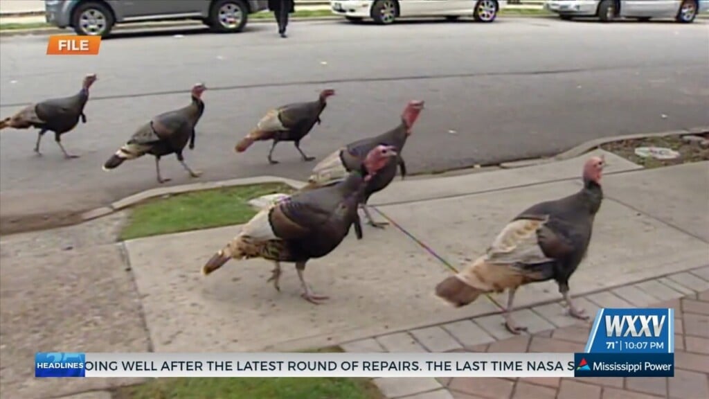 Ms Dept. Of Wildlife, Fisheries, And Parks Proposing Wild Turkey Habitat Project