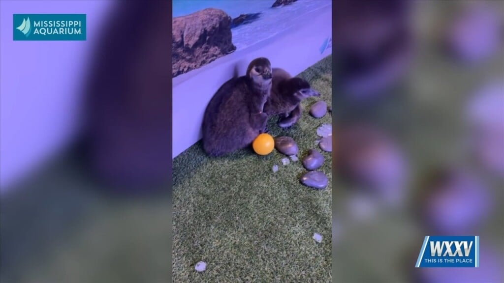 Meet Baby Penguins At Mississippi Aquarium Over The Weekend