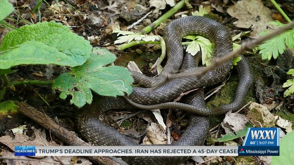 Mississippi Dept. Of Wildlife, Fisheries, And Parks Reminds Residents To Look Out For Snakes