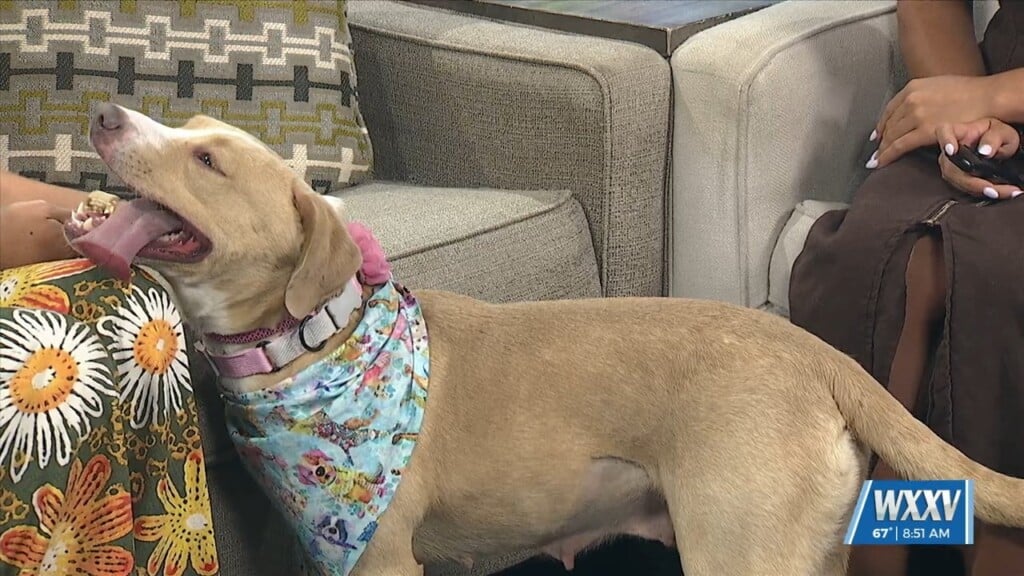 Pet Of The Week: Goldie Is Looking For A Forever Home