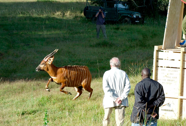 Antelope