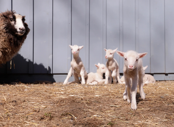 Sheep