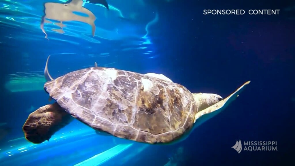Wild Wonders Meet Banner The Sea Turtle