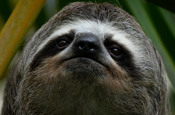 Sloth