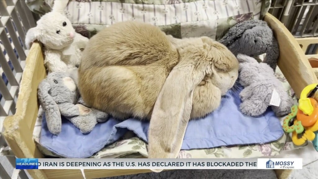 Local Bunny Rescue Says Bunnies Gifted During Easter Often Dumped Weeks Later